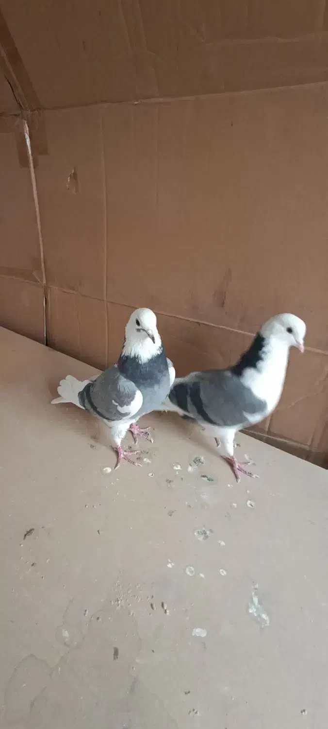 کبوتر پرشی زیبا|پرنده|تهران, ائمه اطهار|دیوار