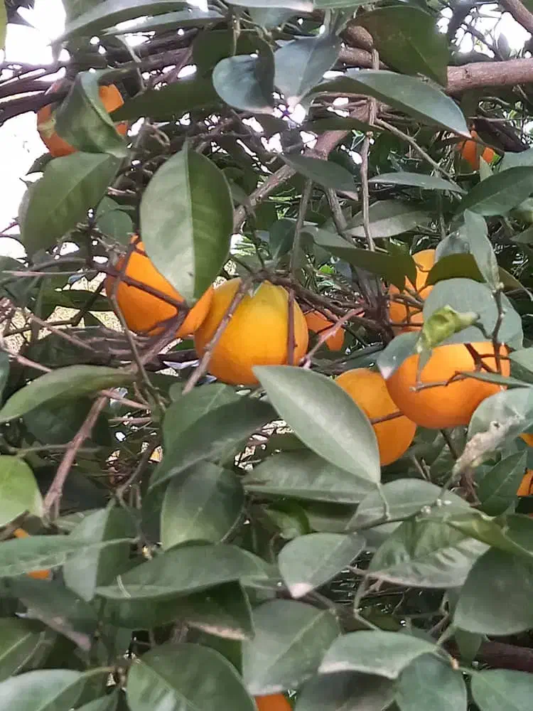 تامسون ابدار درشت درجه یک|خوردنی و آشامیدنی|نوشهر, |دیوار