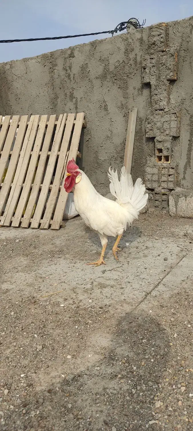 خروس|حیوانات مزرعه|دهلران, |دیوار