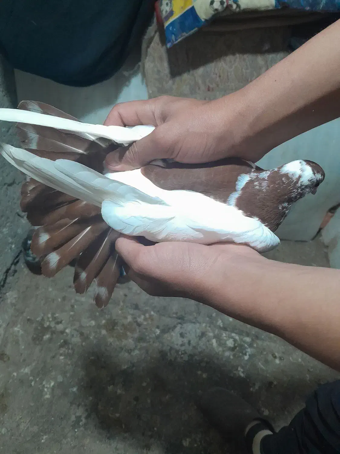 ۶۰۰|پرنده|شیروان (خراسان), |دیوار