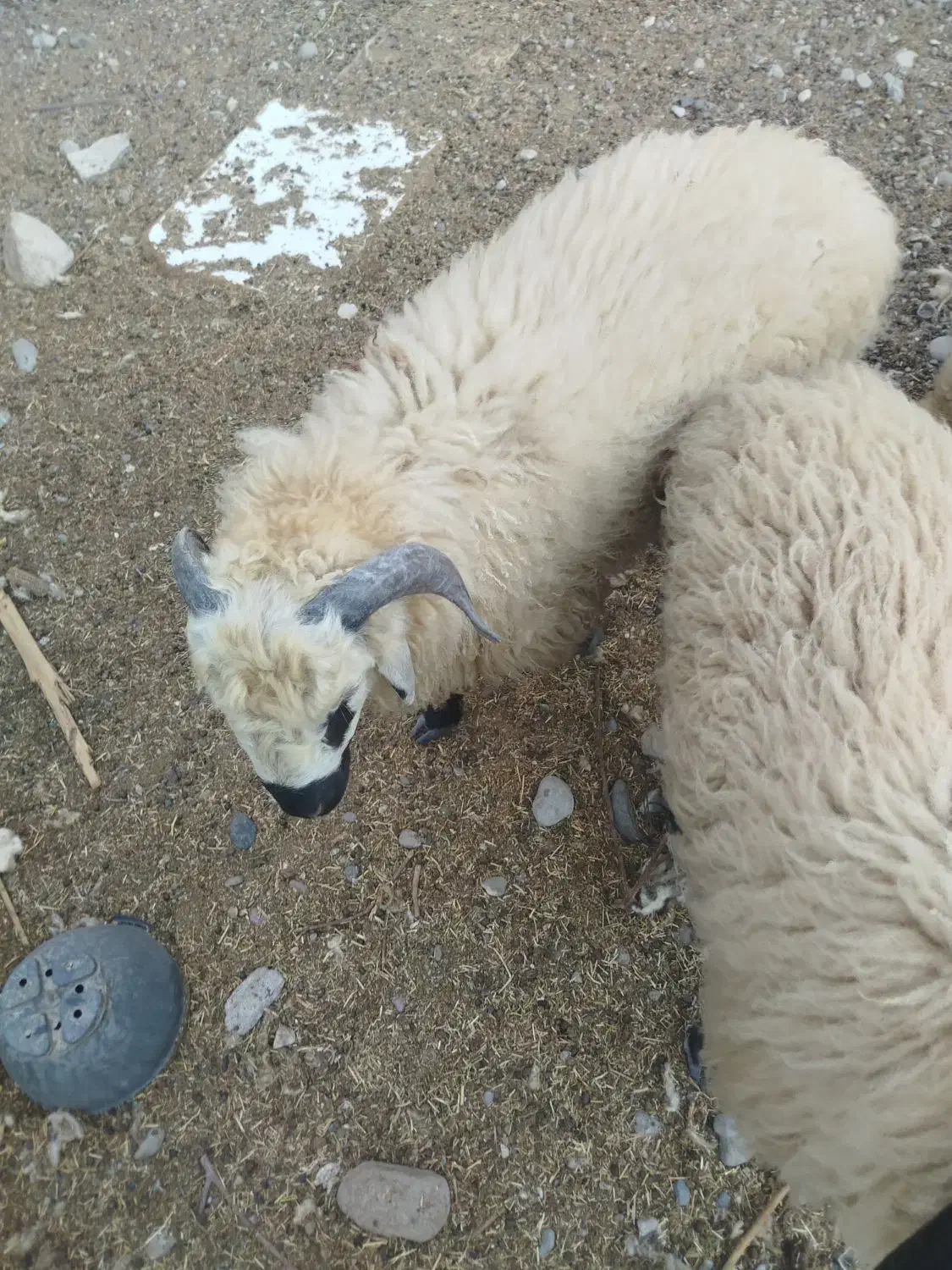 فروش بره|حیوانات مزرعه|میناب, |دیوار