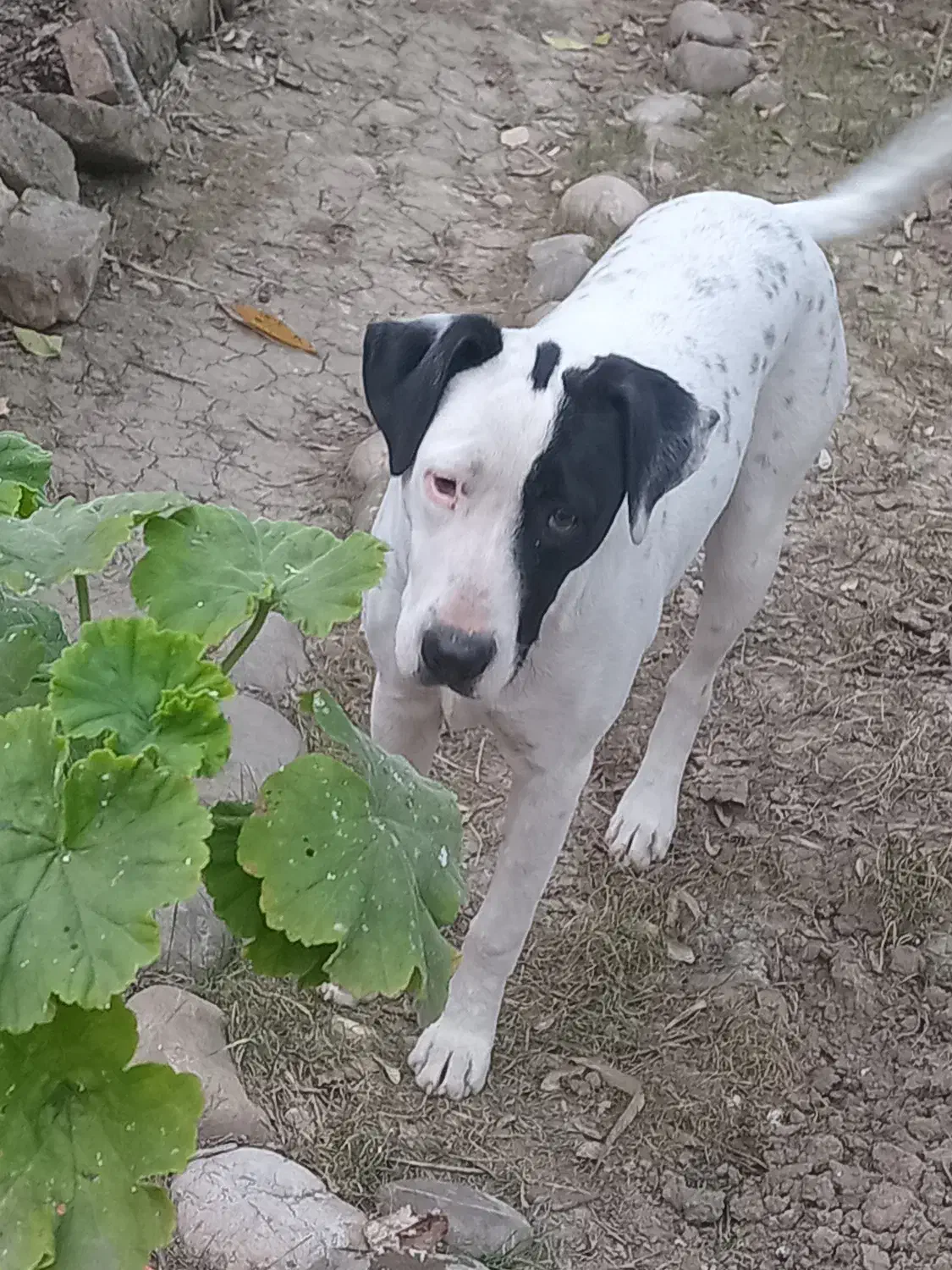 واگذاری سگ ماده ۹ماهه|سگ|قائم‌شهر, |دیوار