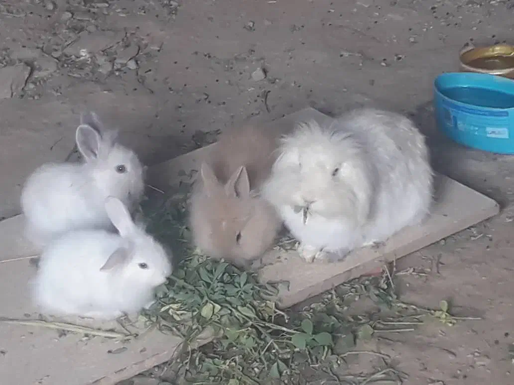 خرگوش لوپ|موش و خرگوش|مریوان, |دیوار