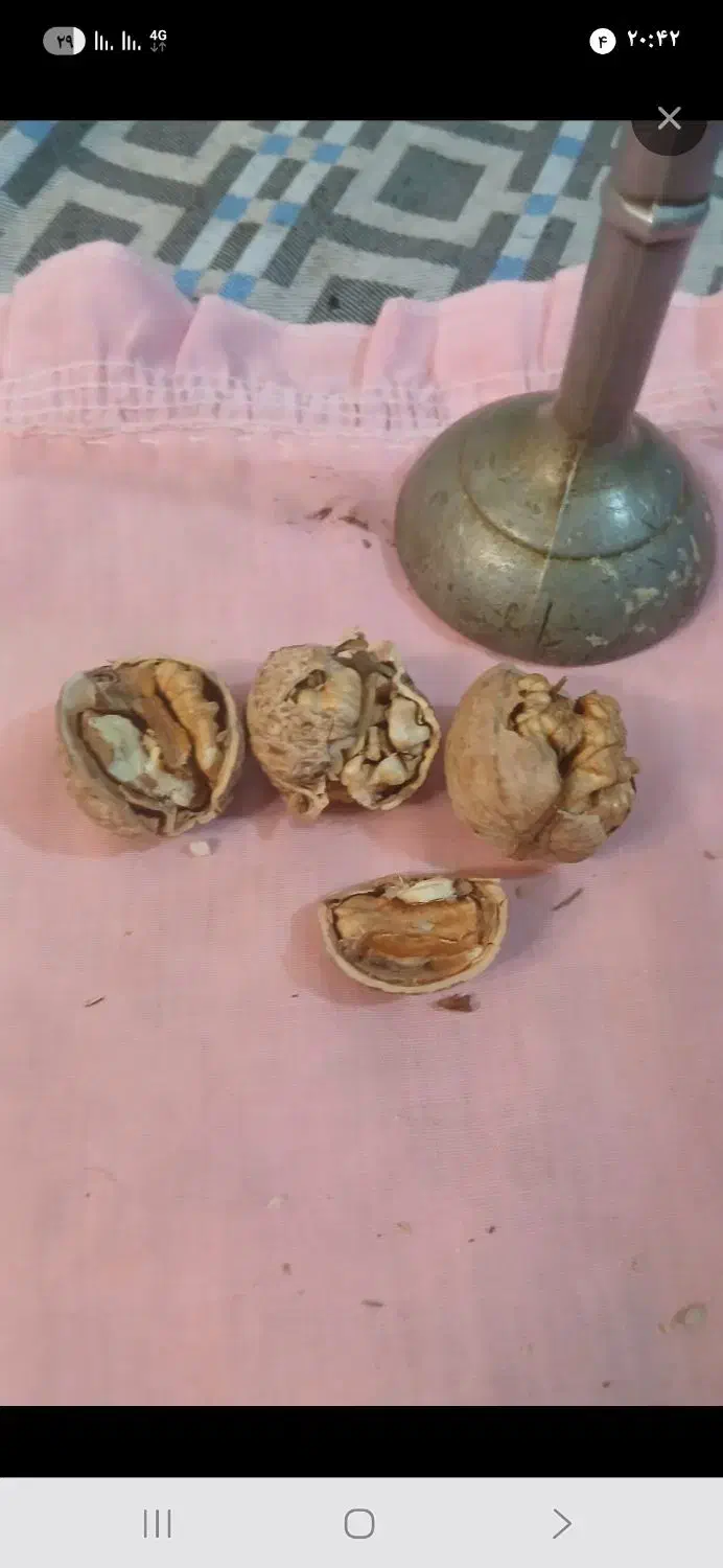 گردوی درشت وپرچرب لواسون بامغزه خوب|خوردنی و آشامیدنی|تهران, تهرانپارس غربی|دیوار