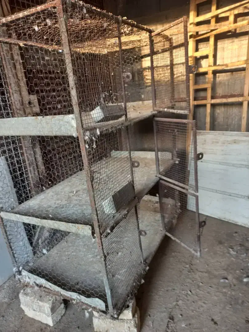 قفس،طوربند،گندم ونان دامی تمیز|لوازم جانبی حیوانات|برخوار, |دیوار