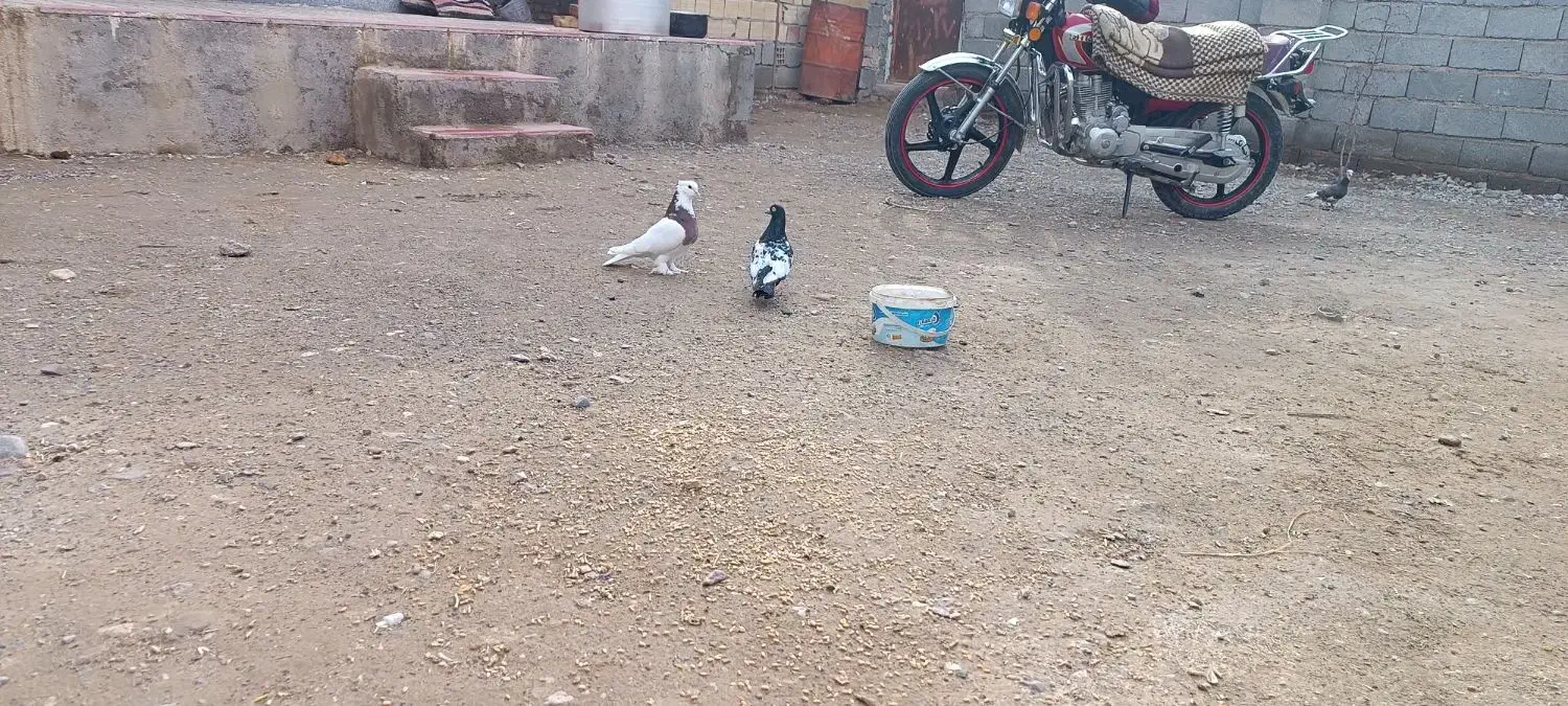 طوقی وسینه|پرنده|زیرکوه, |دیوار