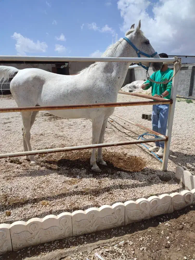 مادیان|اسب و تجهیزات اسبسواری|مرودشت, مختارآباد|دیوار