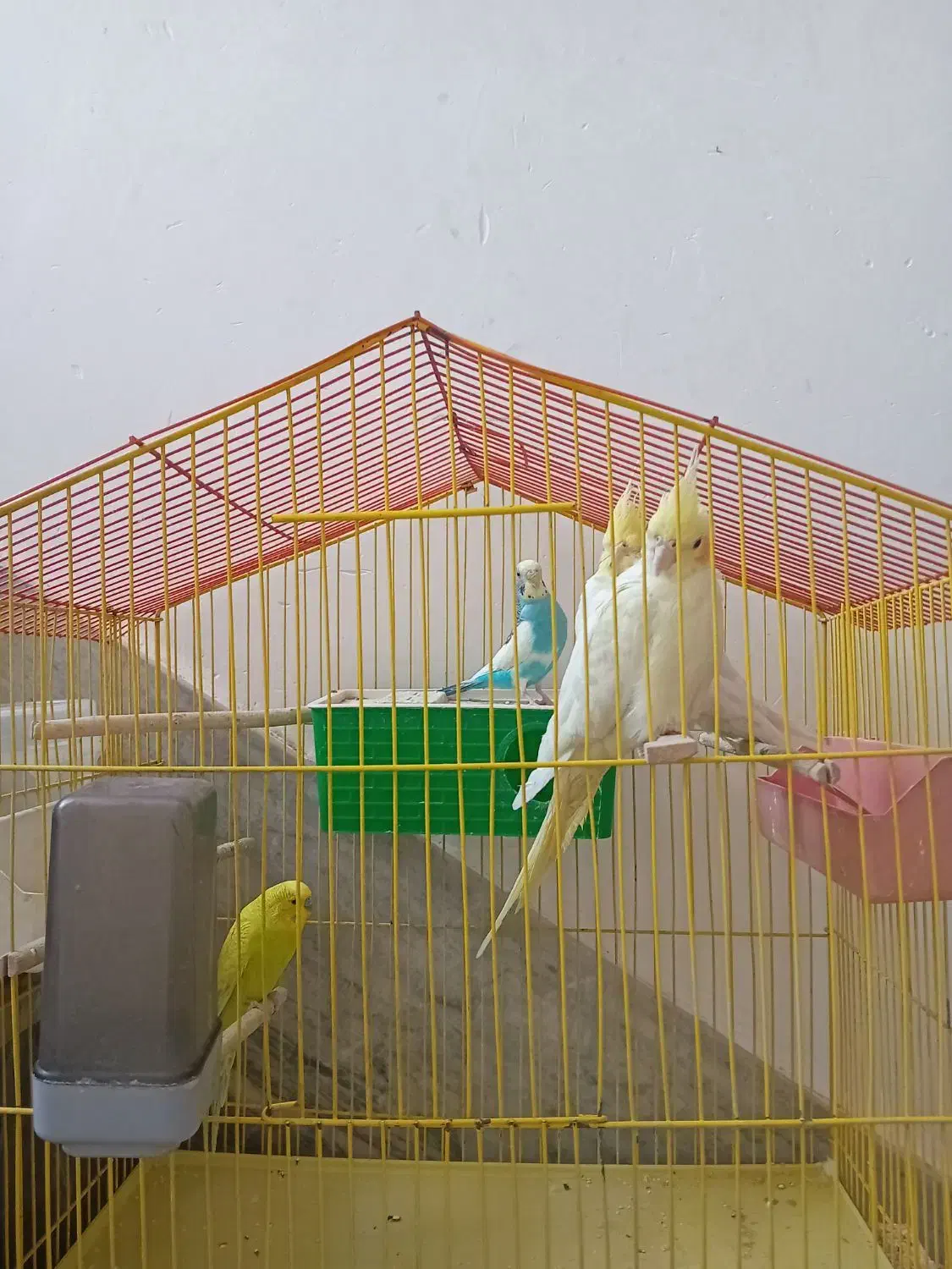 ۲تا مرغ عشق ۲تا عروس هلندی باقفس|پرنده|کرمانشاه, |دیوار