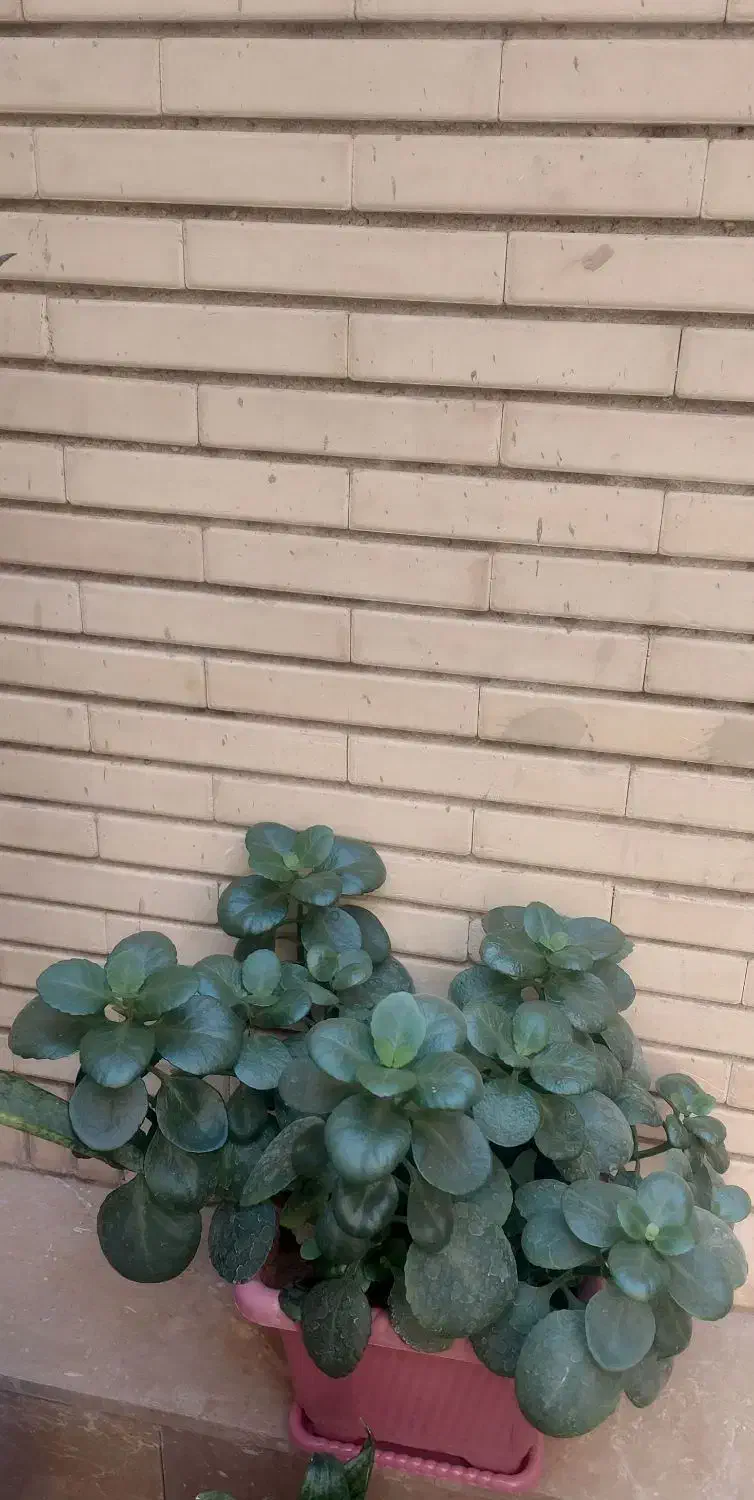 گل وگیاه|گل و گیاه طبیعی|شیراز, شهرک قمشه|دیوار