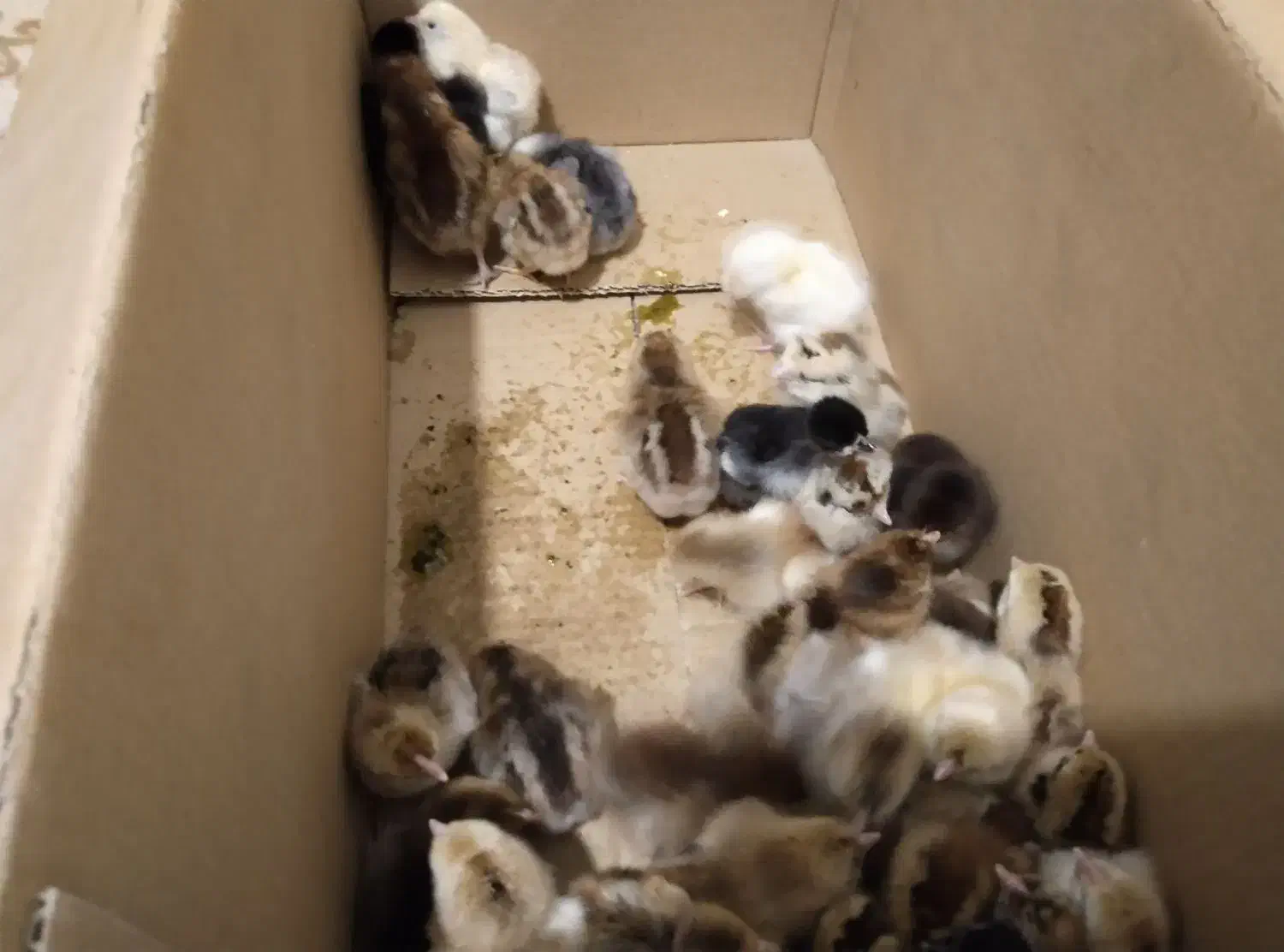 جوجه محلی اصیل زابل و دستگاه جوجه کشی هدایت|حیوانات مزرعه|زابل, |دیوار