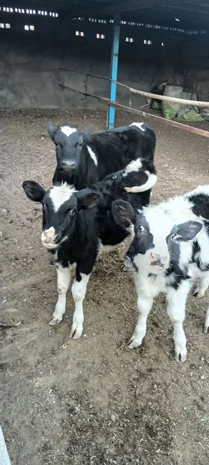 گوساله گاو تلیسه|حیوانات مزرعه|باخزر, |دیوار