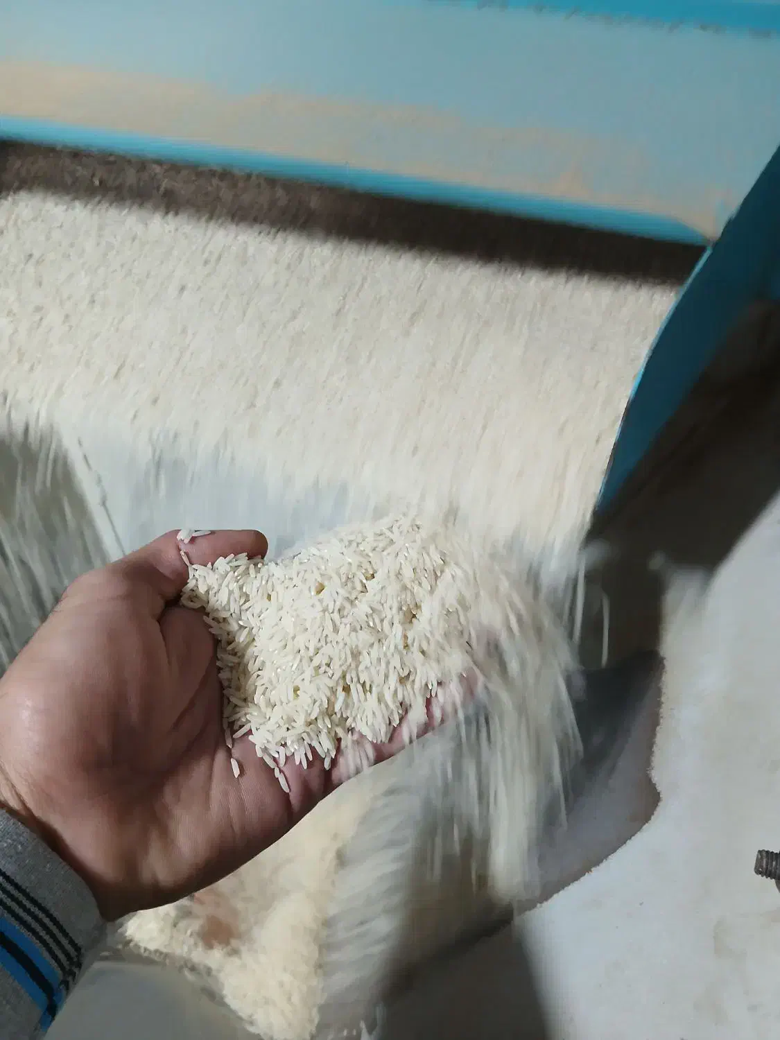 برنج کشت ۲|خوردنی و آشامیدنی|دابودشت, |دیوار