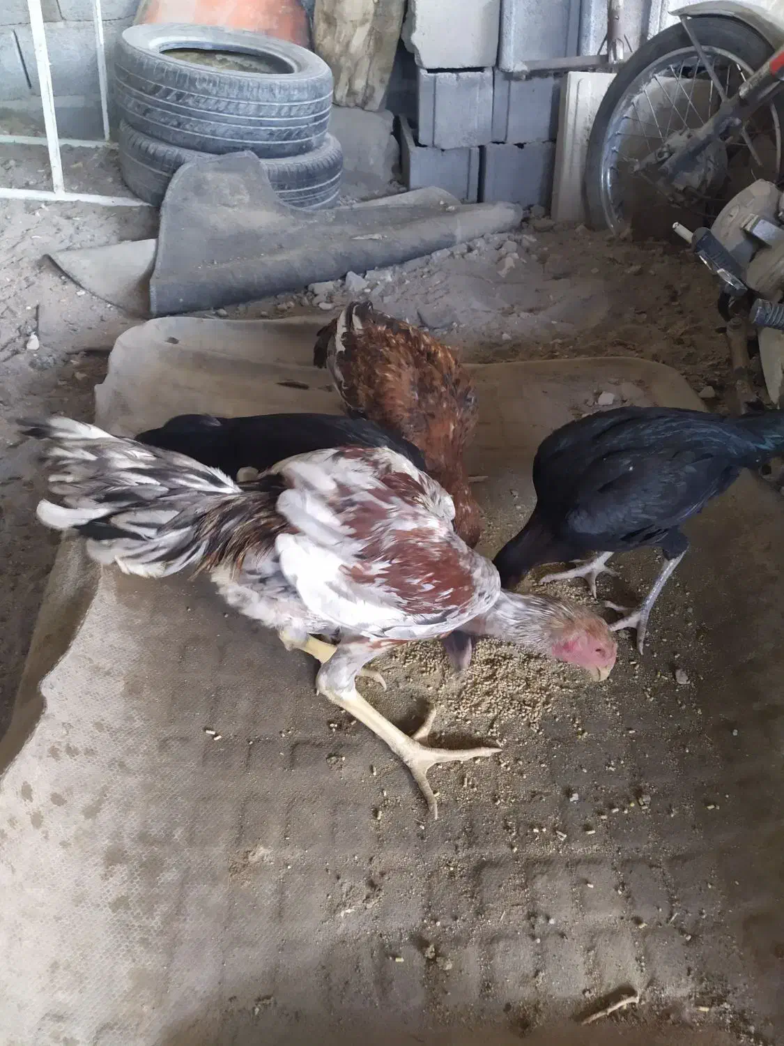 لاری ، محلی ،بوقلمون|حیوانات مزرعه|بناب, |دیوار