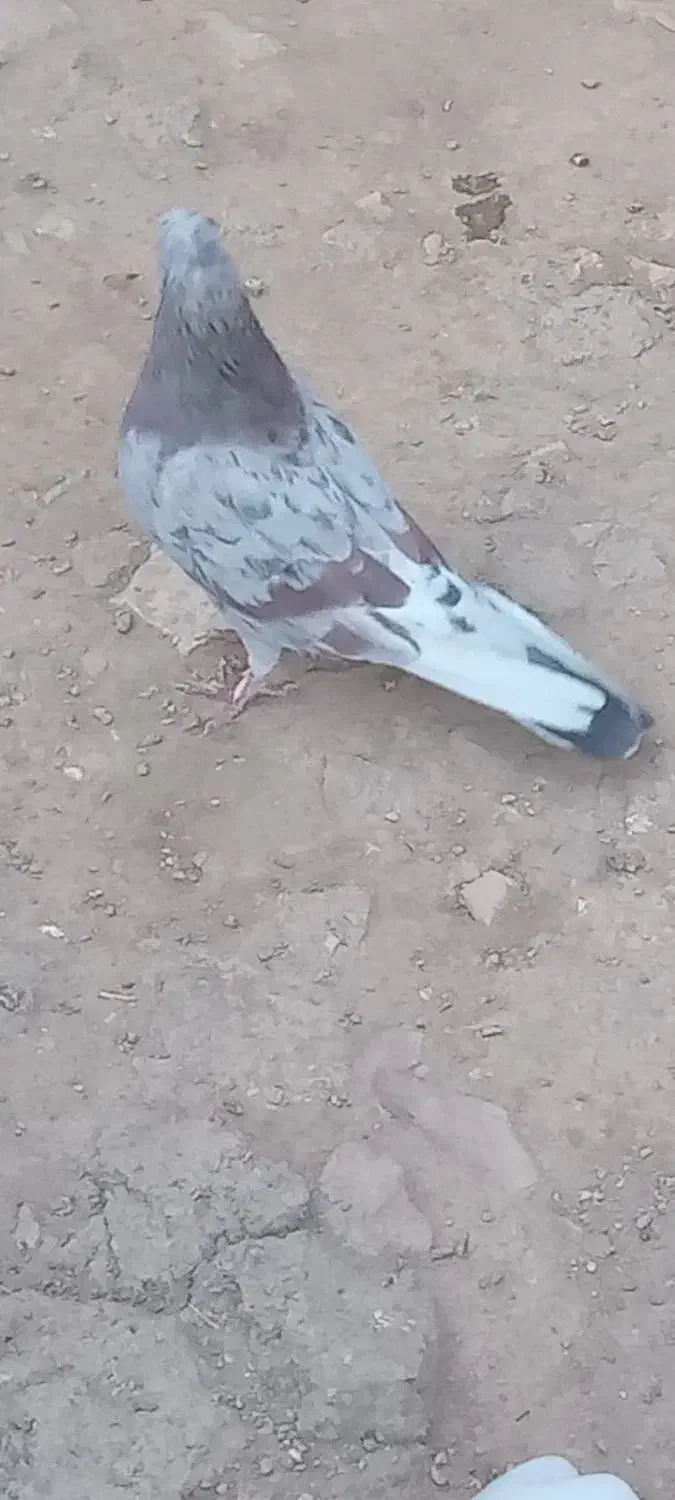 کبوتر|پرنده|نهاوند, |دیوار