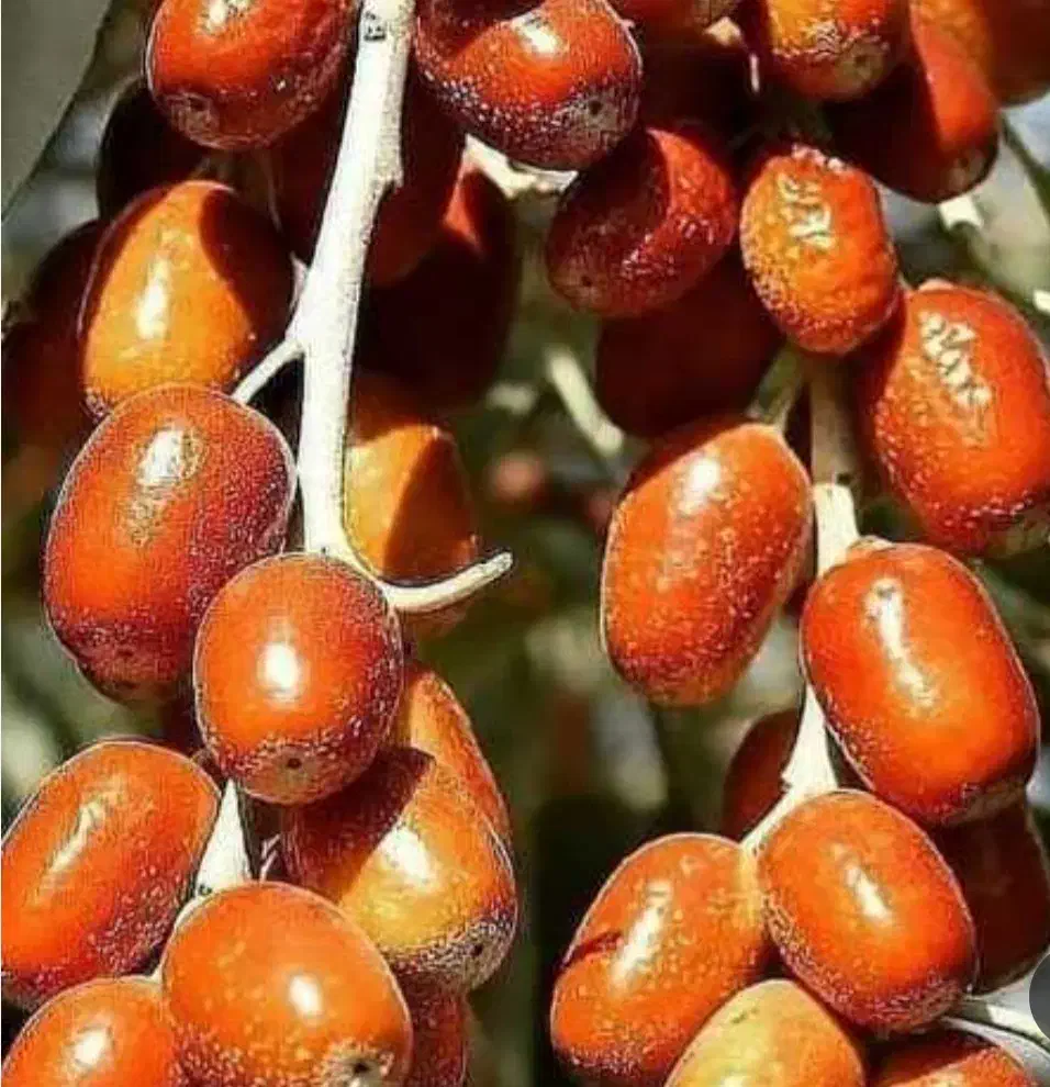 سنجد درخت مقاوم واقتصادی،در نهالستان ، گلخانه نهال|خدمات باغبانی و درختکاری|مشهد, سیسآباد|دیوار