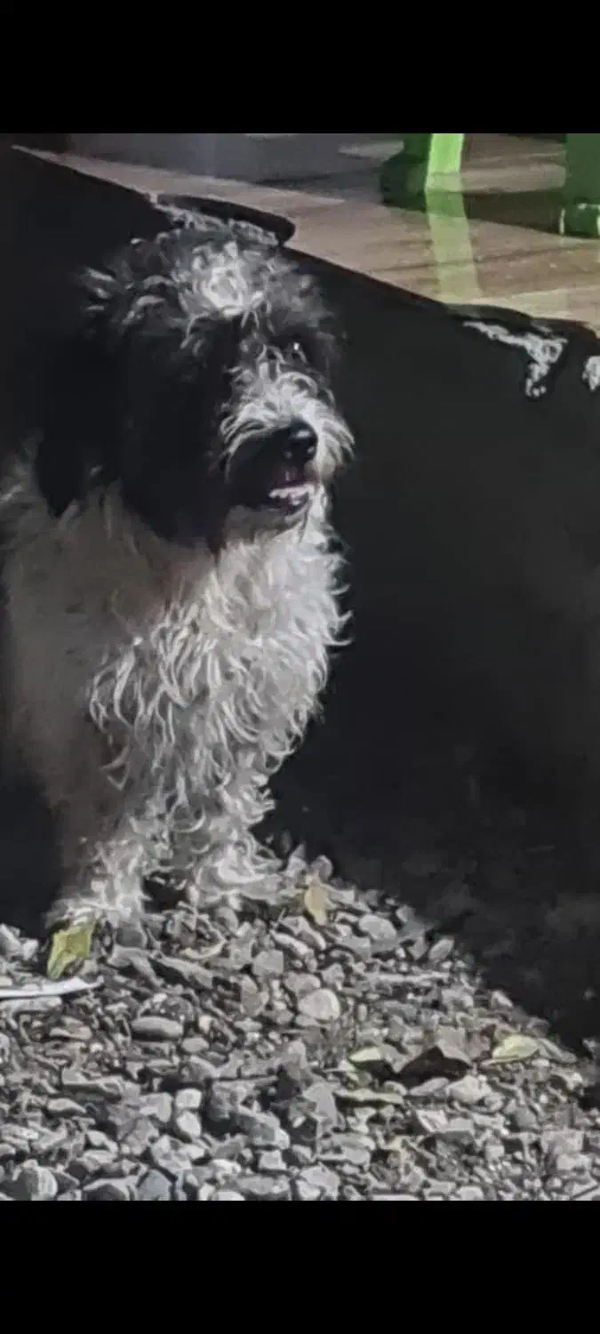 واگذاری رایگان|سگ|نوشهر, |دیوار