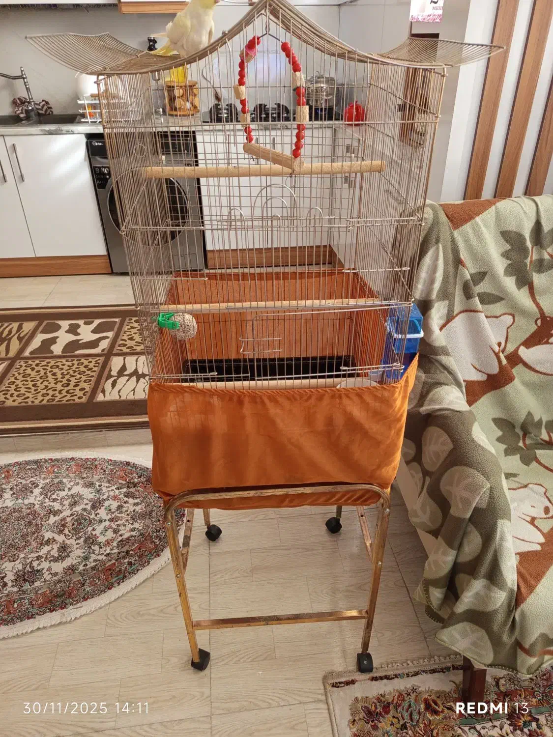 عروس هلندی درشت فول اهلی با قفس بزرگ کاسکویی|پرنده|تبریز, |دیوار