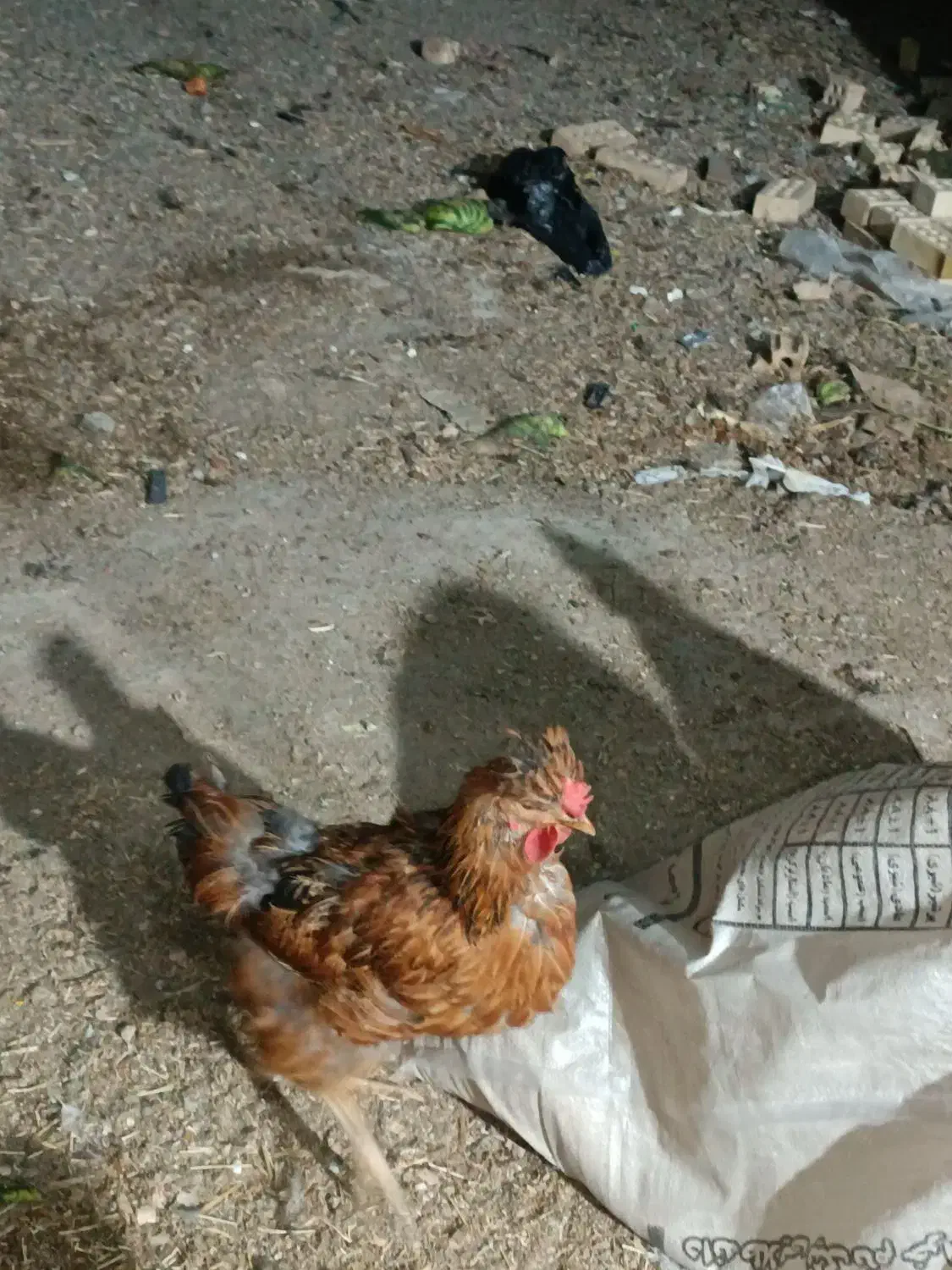 مرغ و خروس محلی و بوقلمون و اردک|حیوانات مزرعه|مشهد, گنبدواز|دیوار