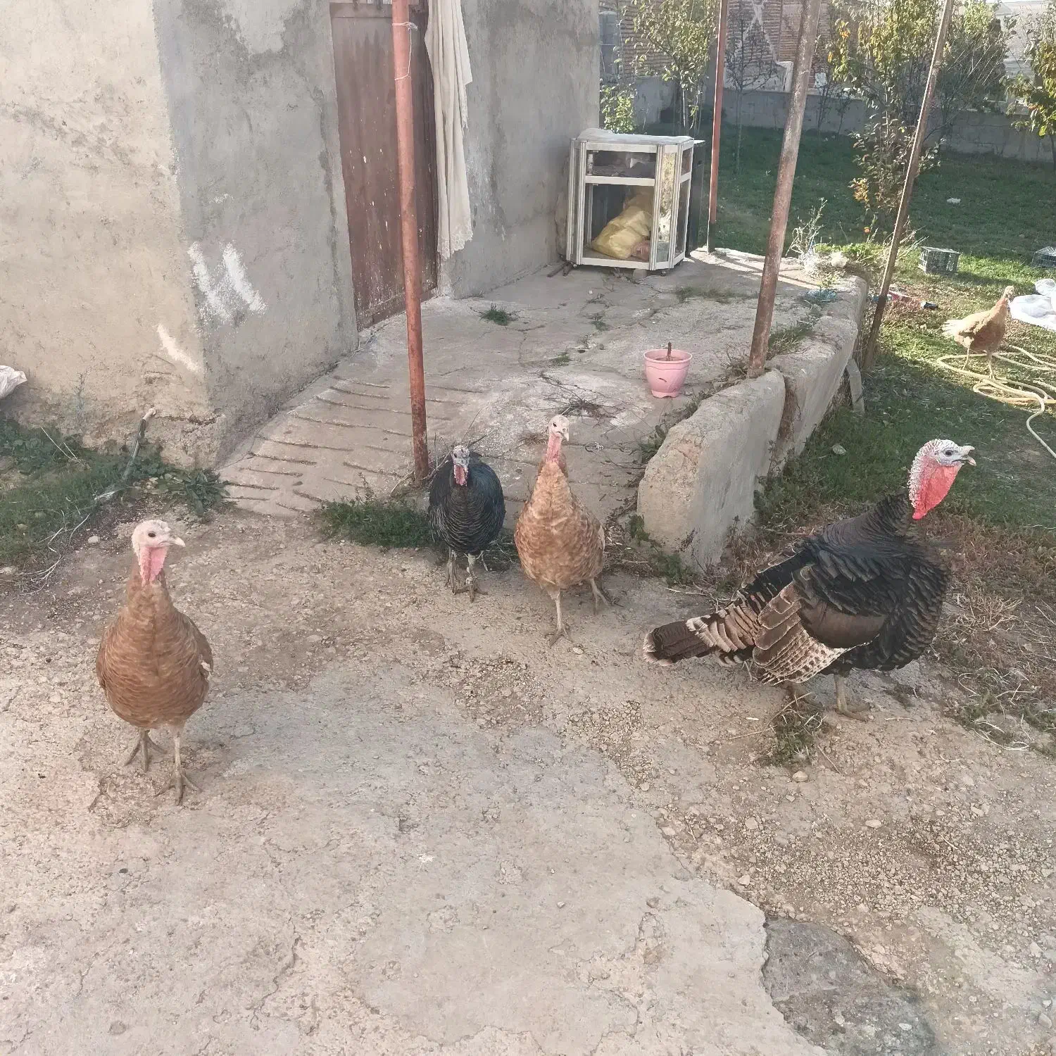 بوقلمون طبیعی|حیوانات مزرعه|اردبیل, |دیوار