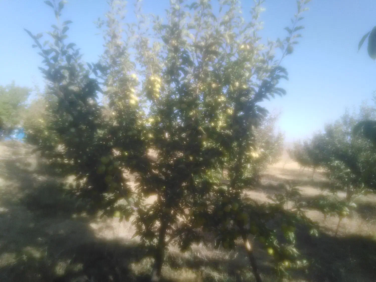 هرس انواع درخت|خدمات باغبانی و درختکاری|بوکان, |دیوار