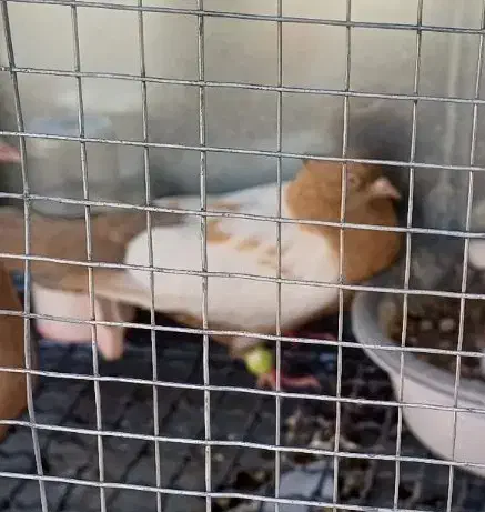 کفتر سینه ای ماده گمشده|پرنده|اصفهان, شهرک کاوه|دیوار