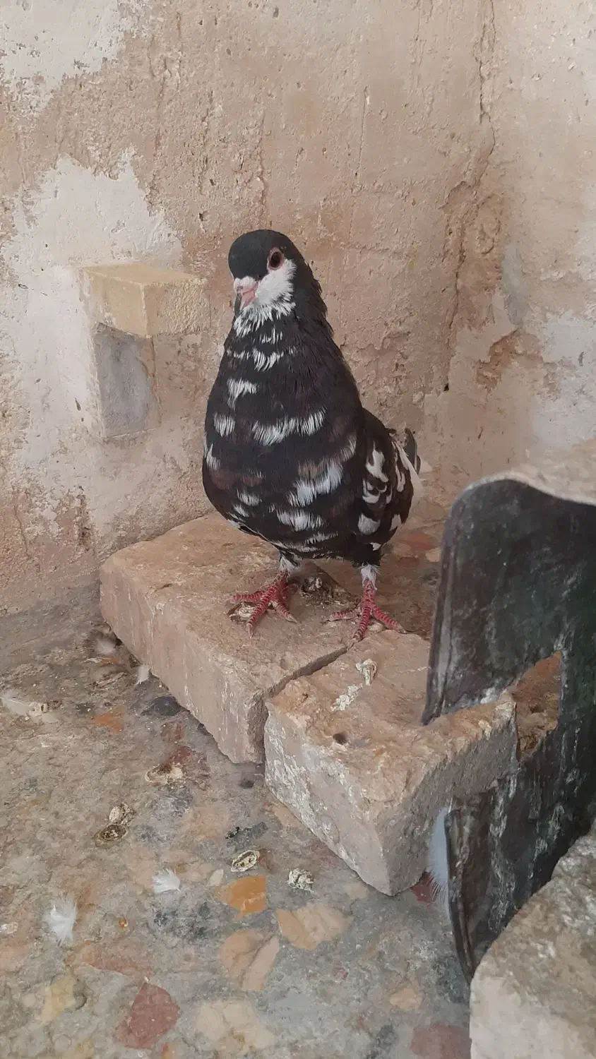 نرو ماده شهری گل دار|پرنده|شیبکوه (فارس), |دیوار