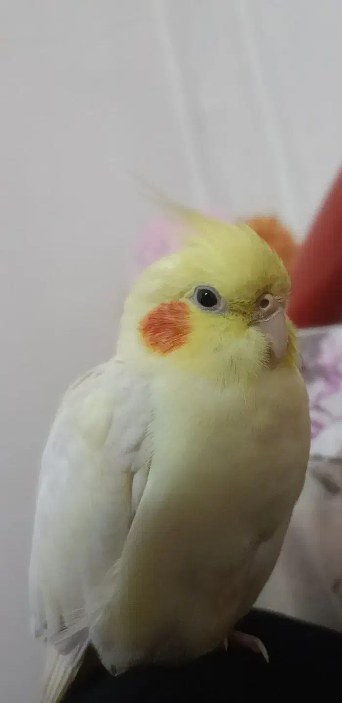 عروس هلندی گمشده محدوده مینودر|حیوانات|قزوین, |دیوار