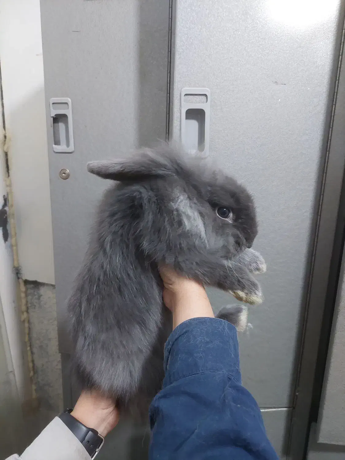 واگذاری خرگوش نر و ماده|موش و خرگوش|تهران, پرواز|دیوار