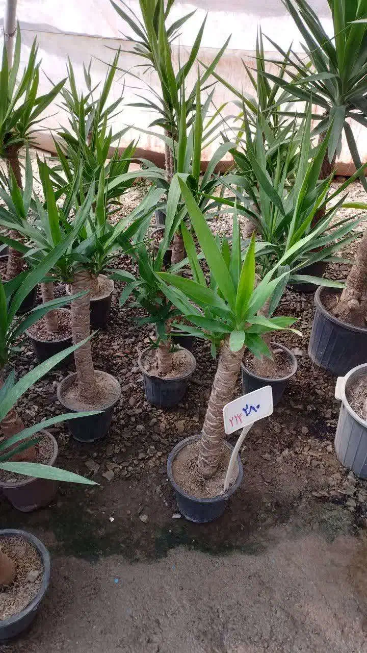 گل و گیاه آپارتمانی قیمت مناسب|گل و گیاه طبیعی|تربتحیدریه, بی بی حسنیه|دیوار