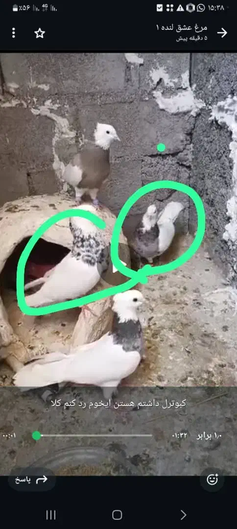 کبوتر طوقی تمیز|پرنده|لنده, |دیوار