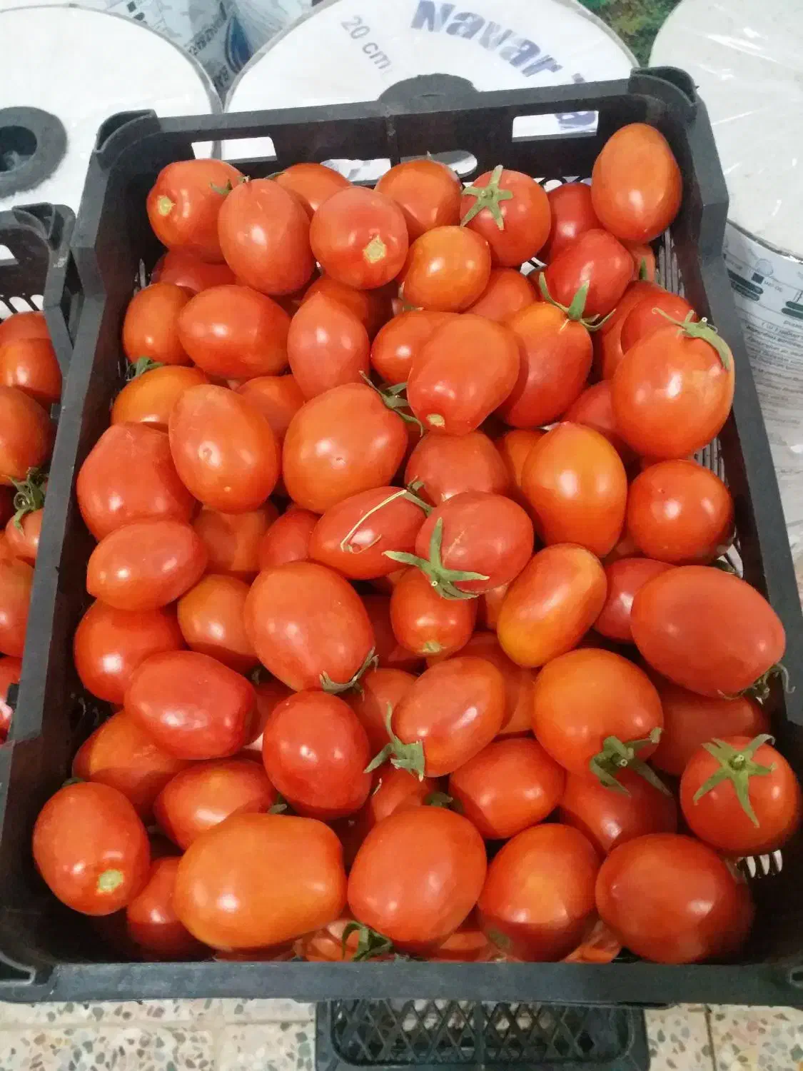 فروش و پیش فروش گوجه فرنگی|خوردنی و آشامیدنی|رامشیر, |دیوار