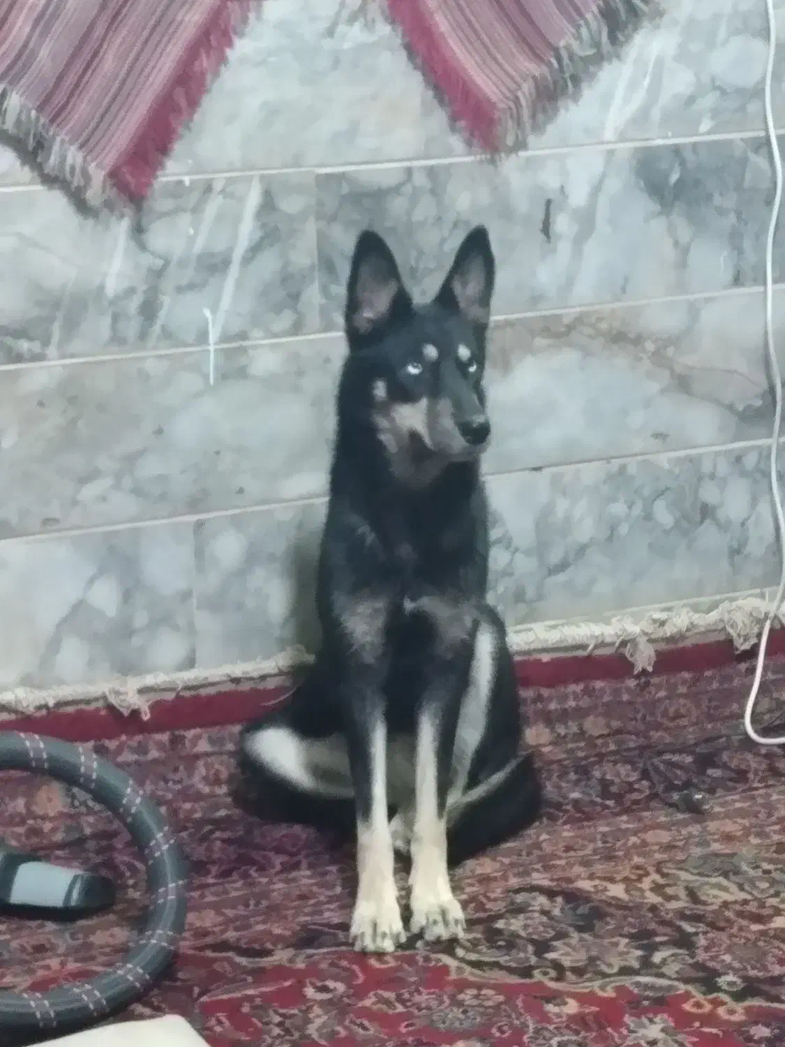 سگ هاسکی چشم یخی اصیل ماده|سگ|مشهد, مصلی (کارمندان اول)|دیوار