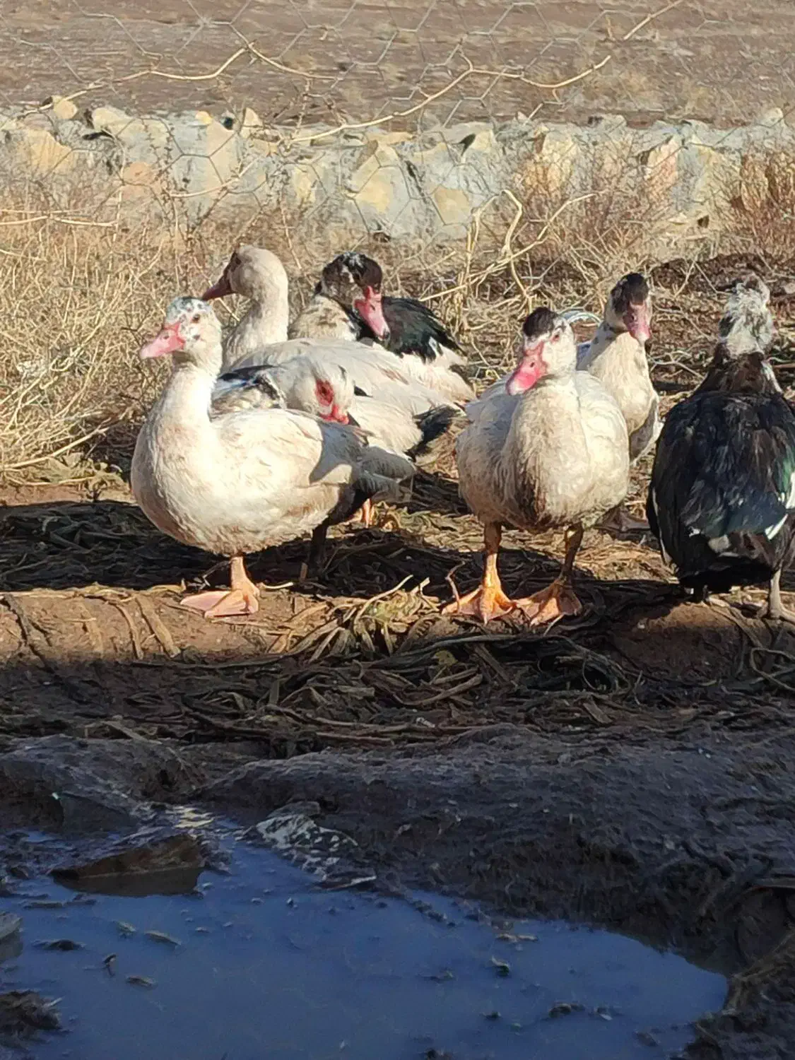 غاز و مرغابی اسرائیلی|حیوانات مزرعه|نوده انقلاب, |دیوار