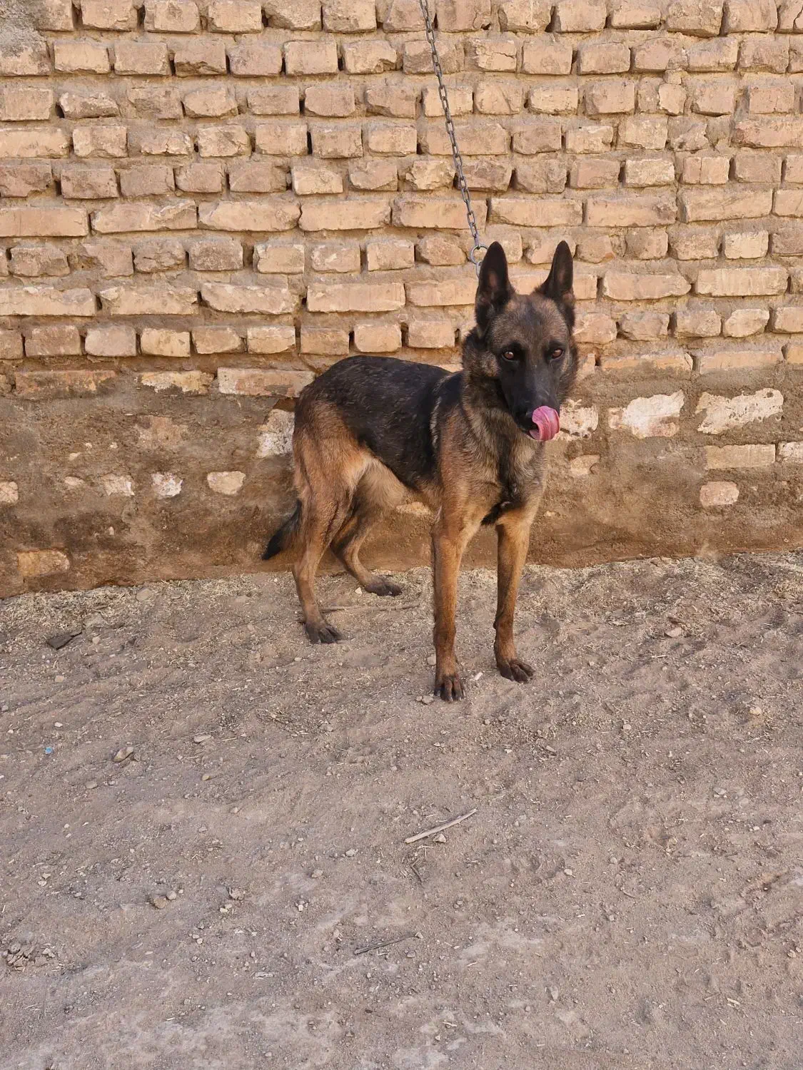 مالینیوز ماده معاوضه|سگ|یزد, |دیوار