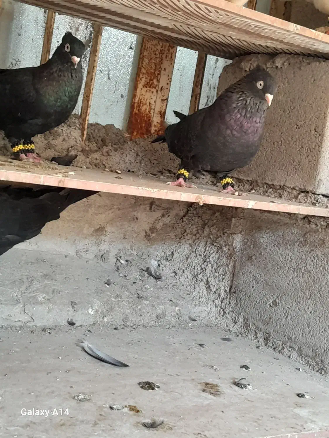 کبوتر|پرنده|درگهان, |دیوار