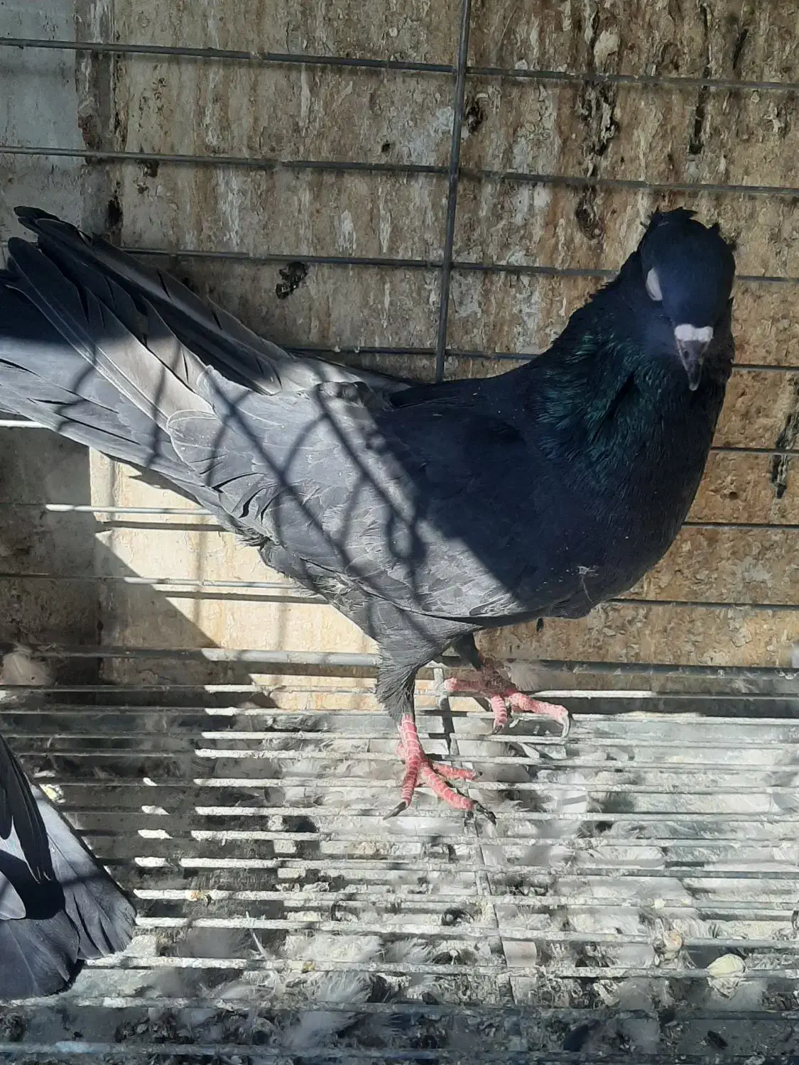 دوتا ماده سوسک کاکلی|پرنده|اردکان, |دیوار