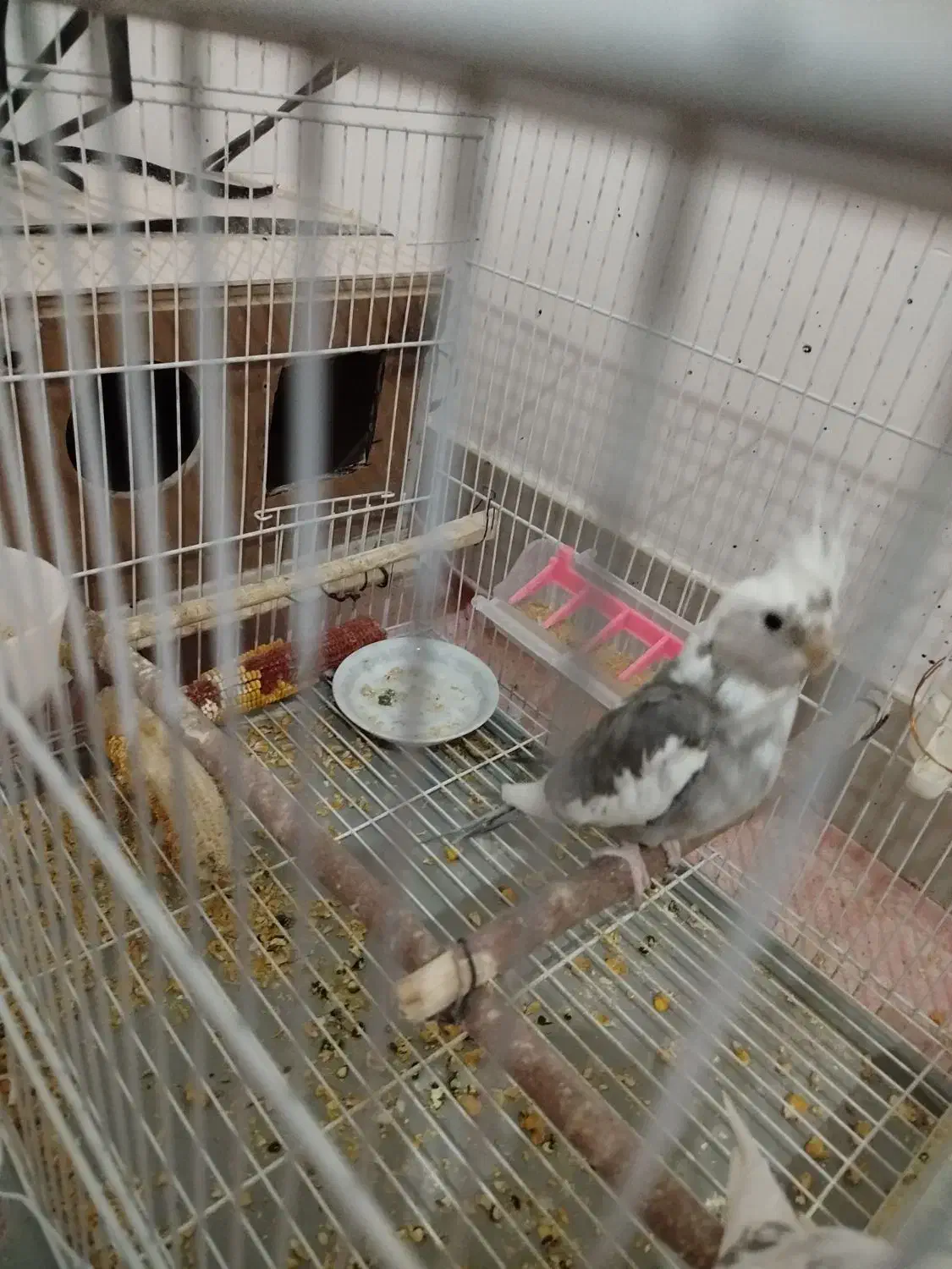 عروس هلندی البینو دوکت نر|پرنده|جوین, |دیوار