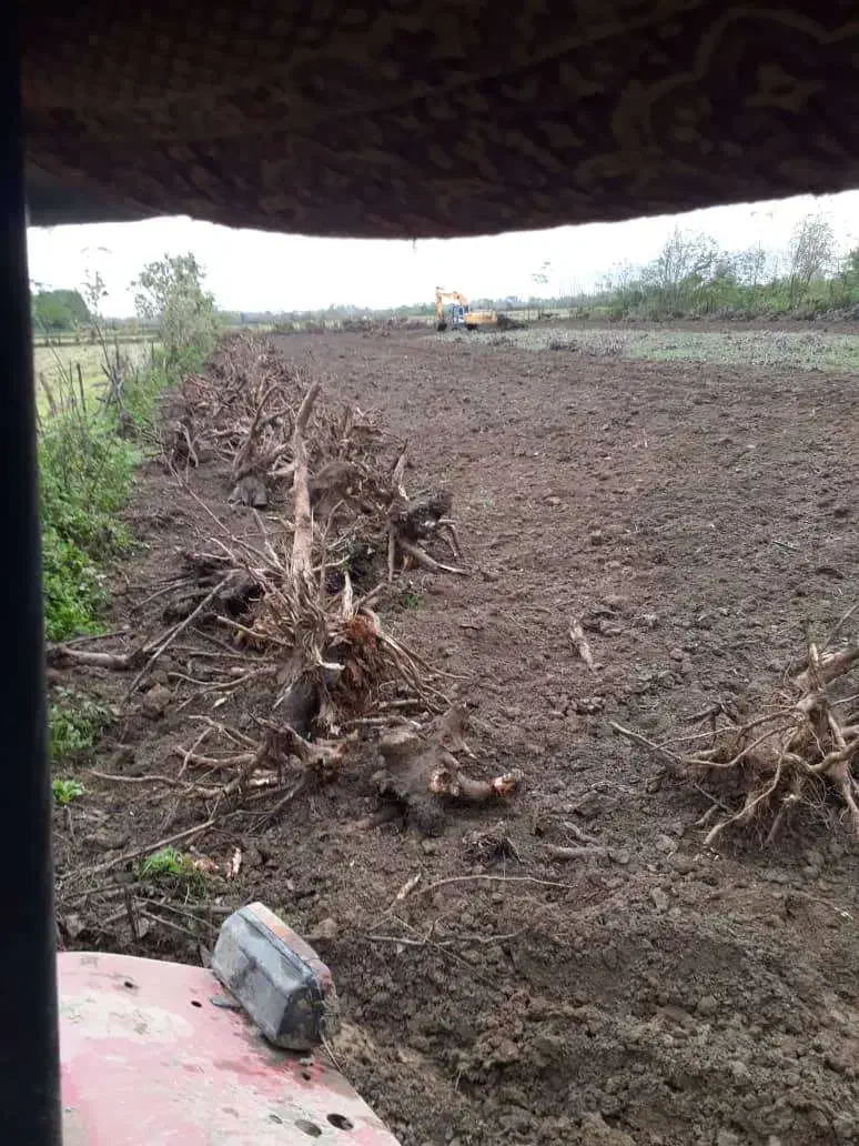 ریشه درخت صنوبر|عمده‌فروشی|رشت, پسیخان|دیوار