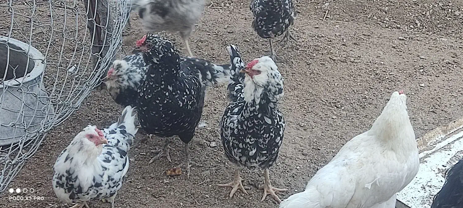 تخم مرغ نطفه دارگلین|حیوانات مزرعه|زاینده رود, |دیوار