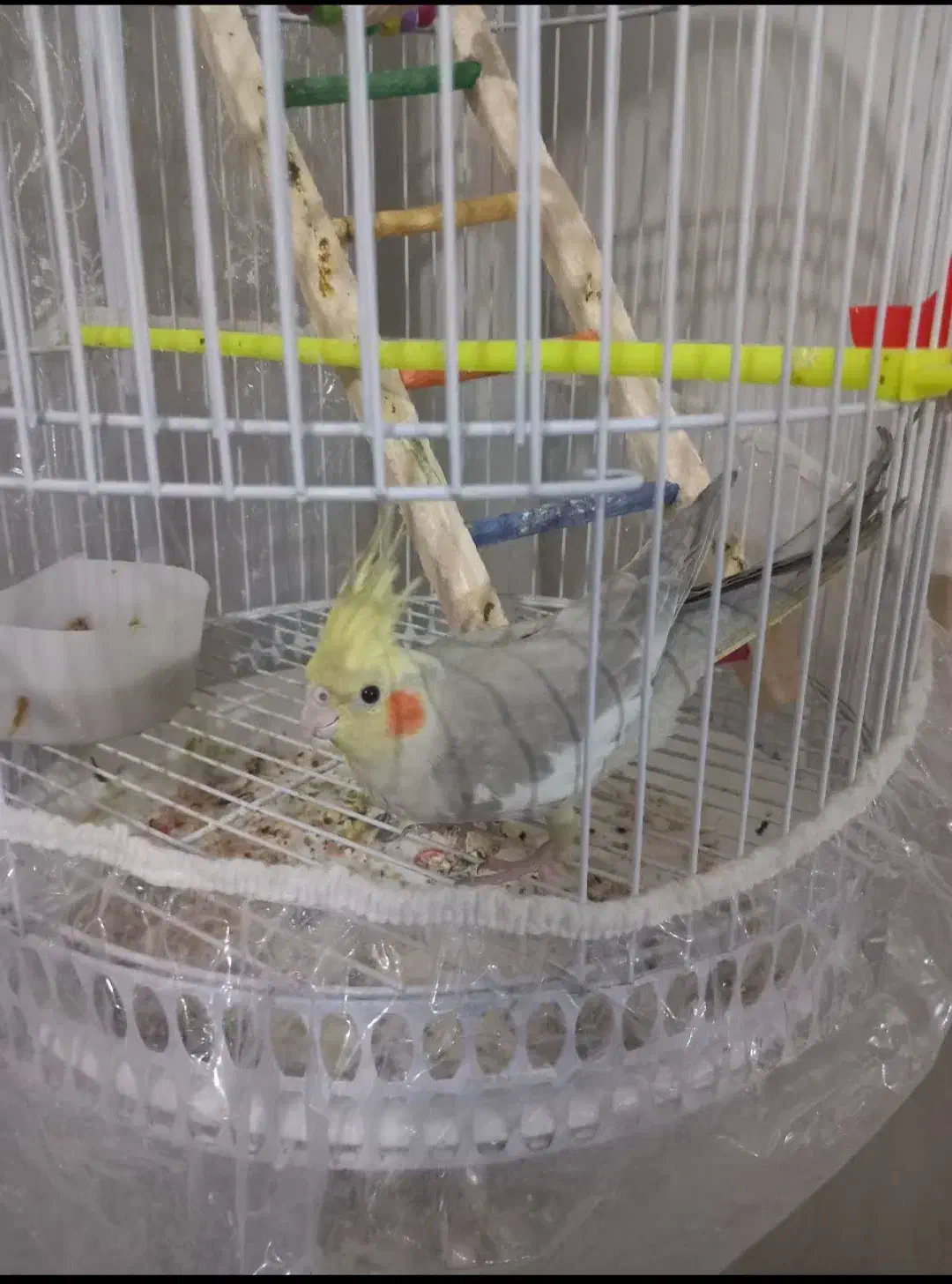 یک جفت عروس هلندی با قفس|پرنده|مشهد, کارمندان دوم|دیوار