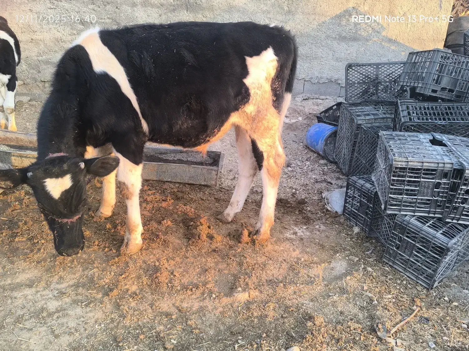 گوساله نر هلشتاین بهترین جنس گوشتی|حیوانات مزرعه|دهدشت, |دیوار