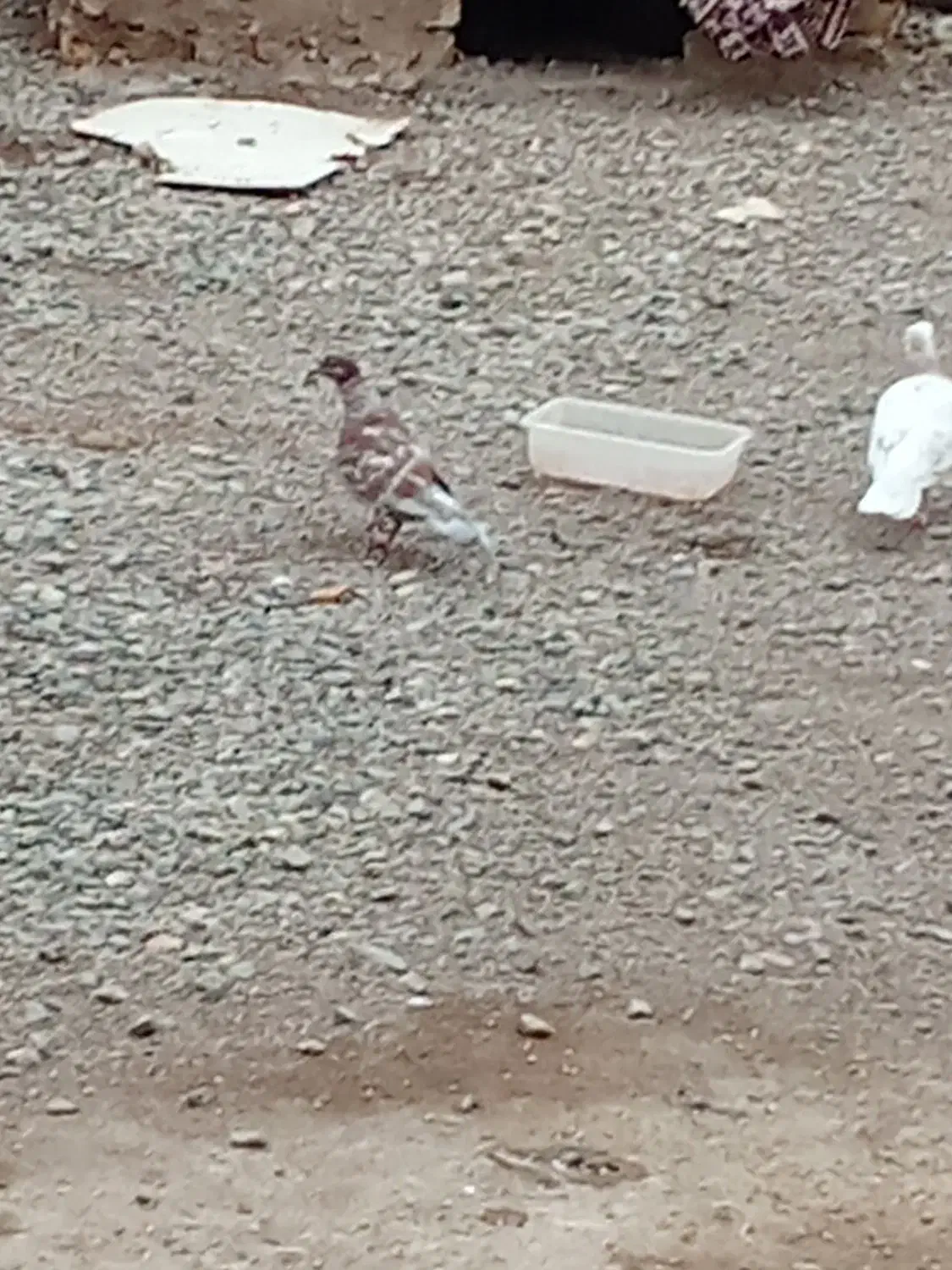 کبوتر قیمت 700تومن قیمت مناسب|پرنده|بشاریات, |دیوار