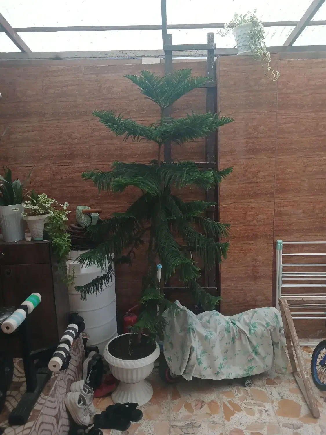 کاج بلند|گل و گیاه طبیعی|رشت, فلسطین|دیوار