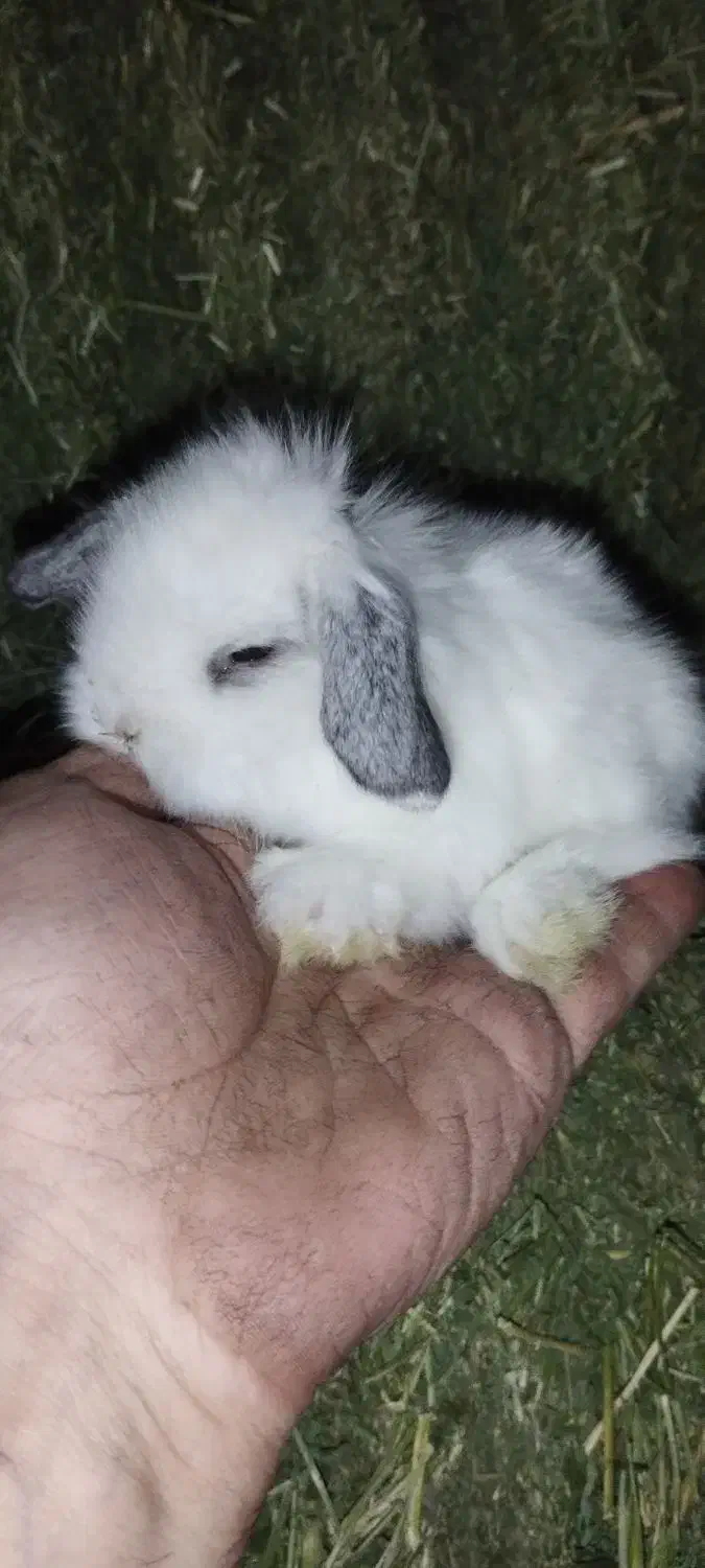 بچه خرگوش|موش و خرگوش|پاوه, |دیوار