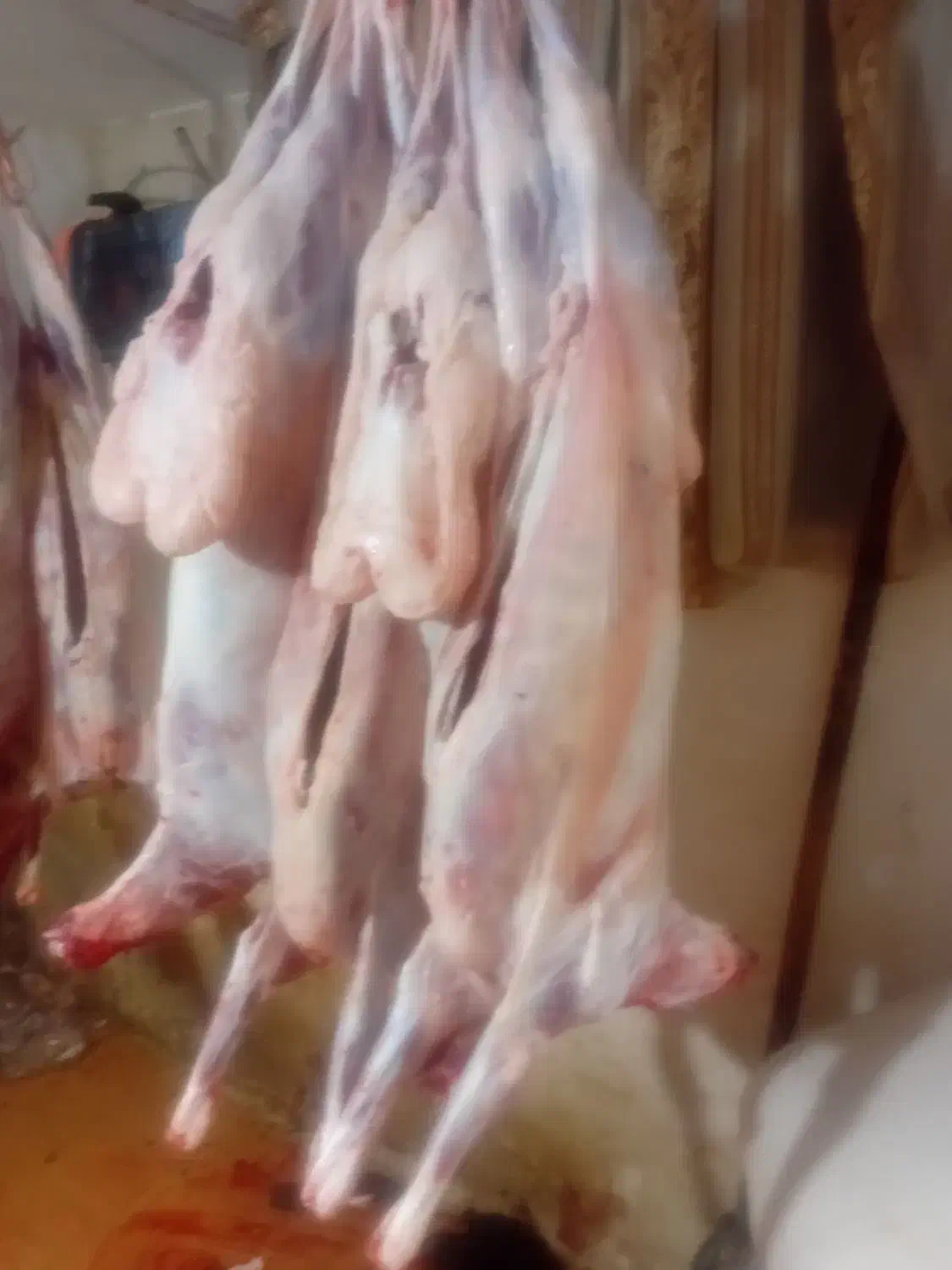 گوسفند فروشی کوهستان|حیوانات مزرعه|کوهسار (البرز), |دیوار