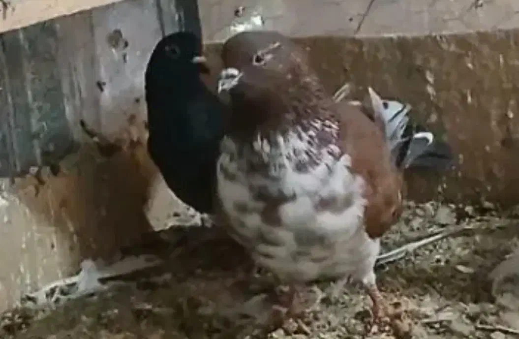 خرید کبوتر نر|حیوانات|مشکیندشت, |دیوار