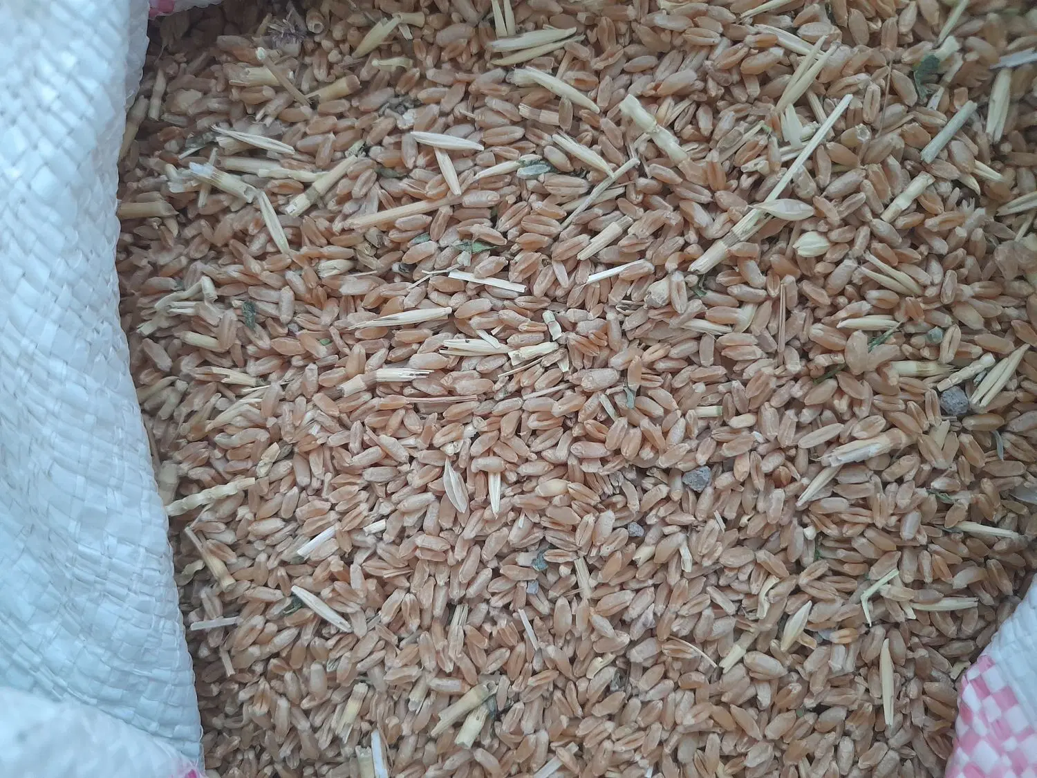 گندم|گل و گیاه طبیعی|رامهرمز, |دیوار