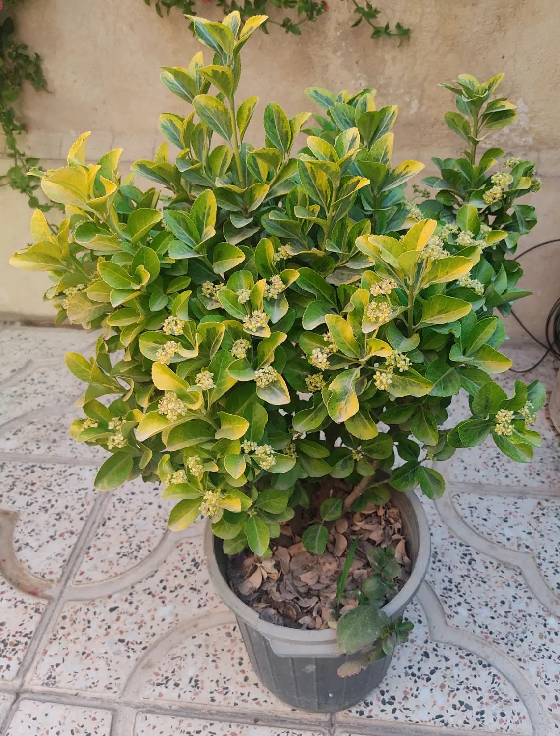 شمشاد|گل و گیاه طبیعی|محمدشهر, سیدآباد|دیوار