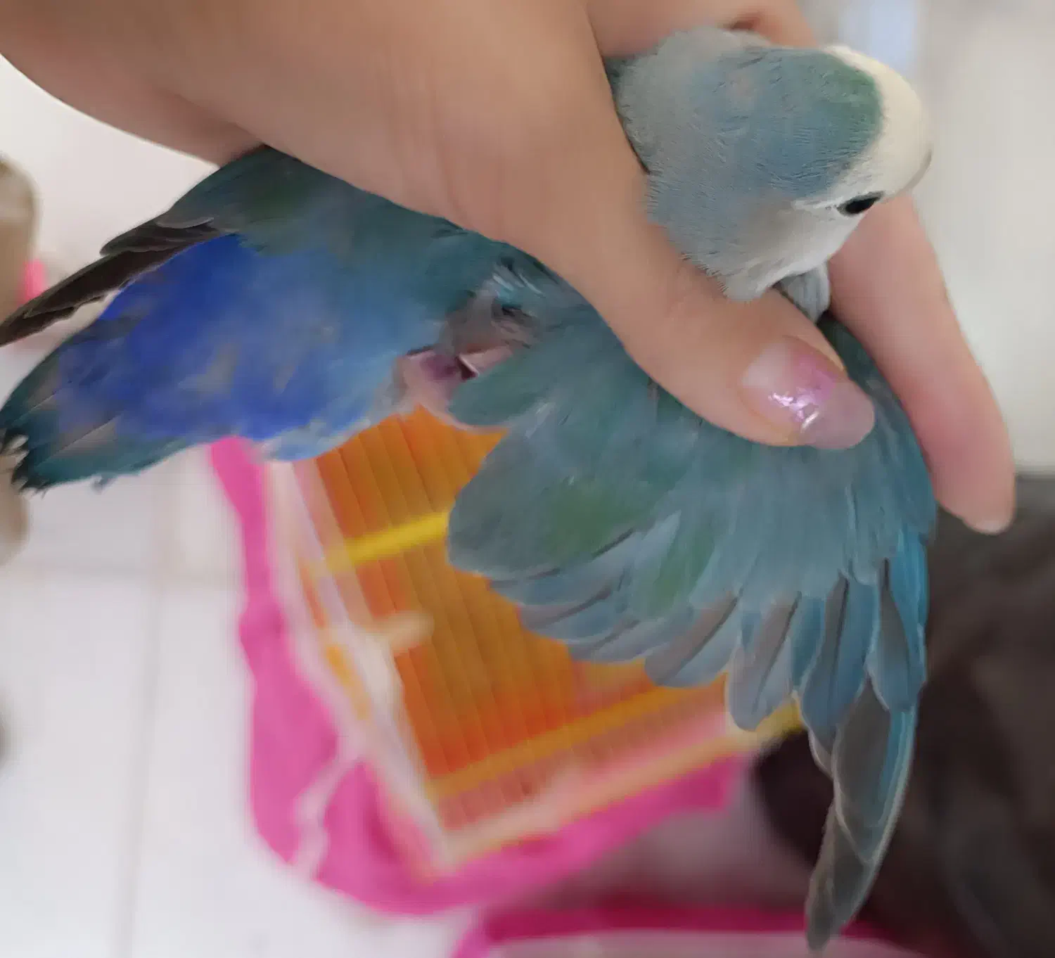 کوتوله برزیلی اماده تخم گذاری|پرنده|فولادشهر, B2|دیوار