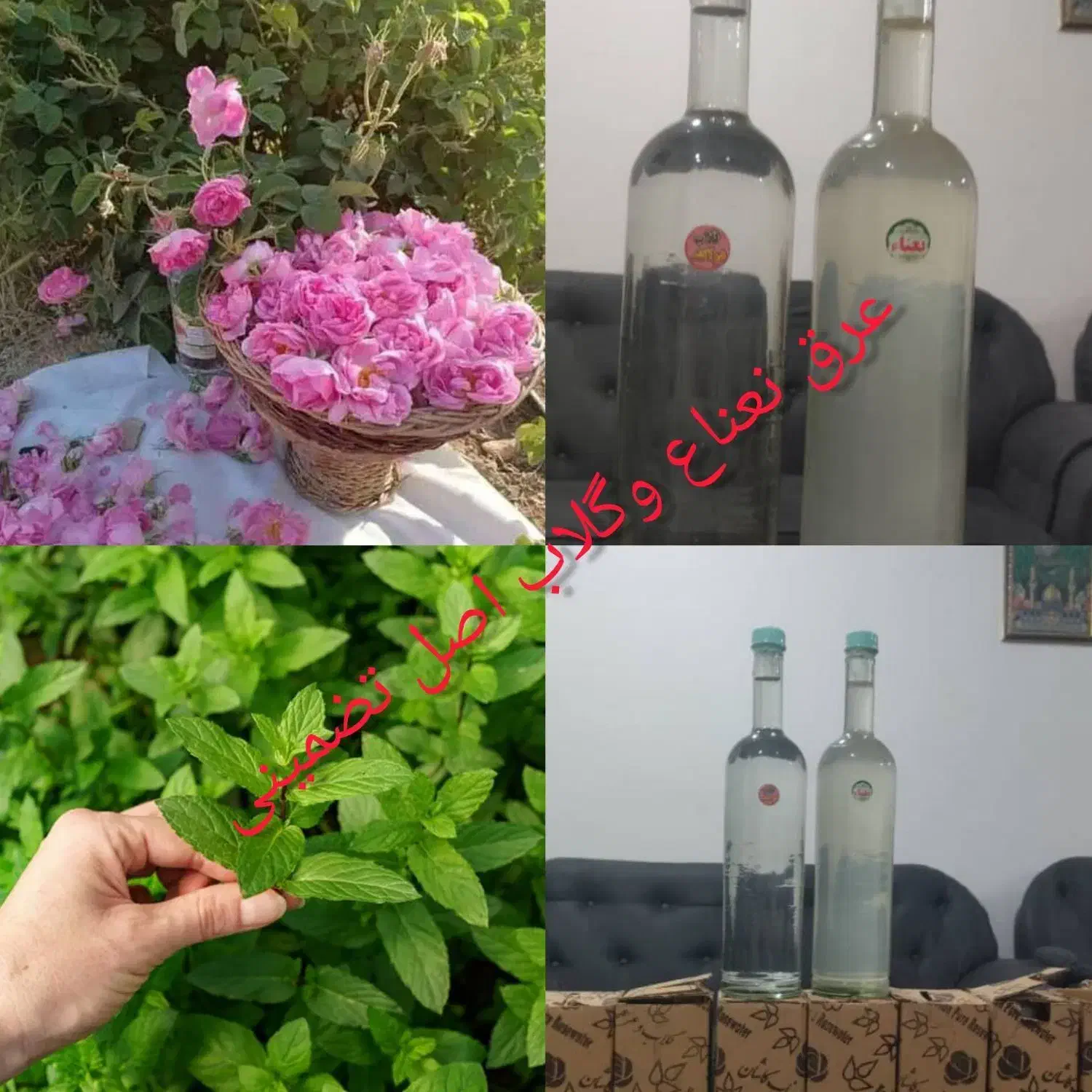 عرق نعنا و گلاب اصل تضمینی|خوردنی و آشامیدنی|فارسان, |دیوار